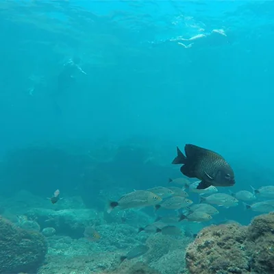 protected marine area snorkeling Jaco Costa Rica