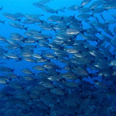 tropical reef fish while snorkeling in Jaco Costa Rica