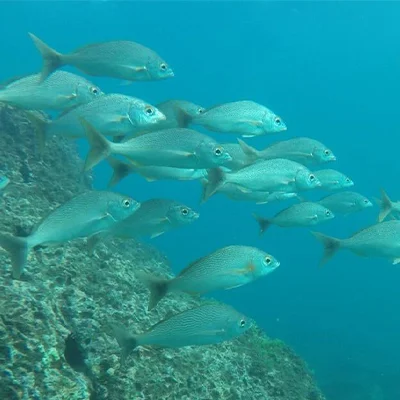tropical reef fish while snorkeling in Jaco Costa Rica